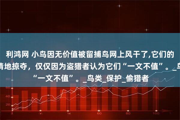 利鸿网 小鸟因无价值被留捕鸟网上风干了,它们的生命价值正被无情地掠夺，仅仅因为盗猎者认为它们“一文不值”。_鸟类_保护_偷猎者
